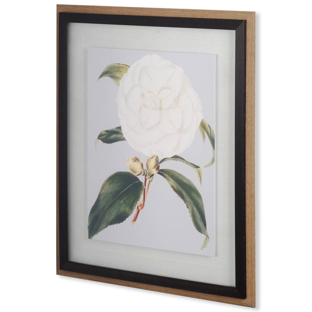 Camellia Japonica I by Vision Studio
