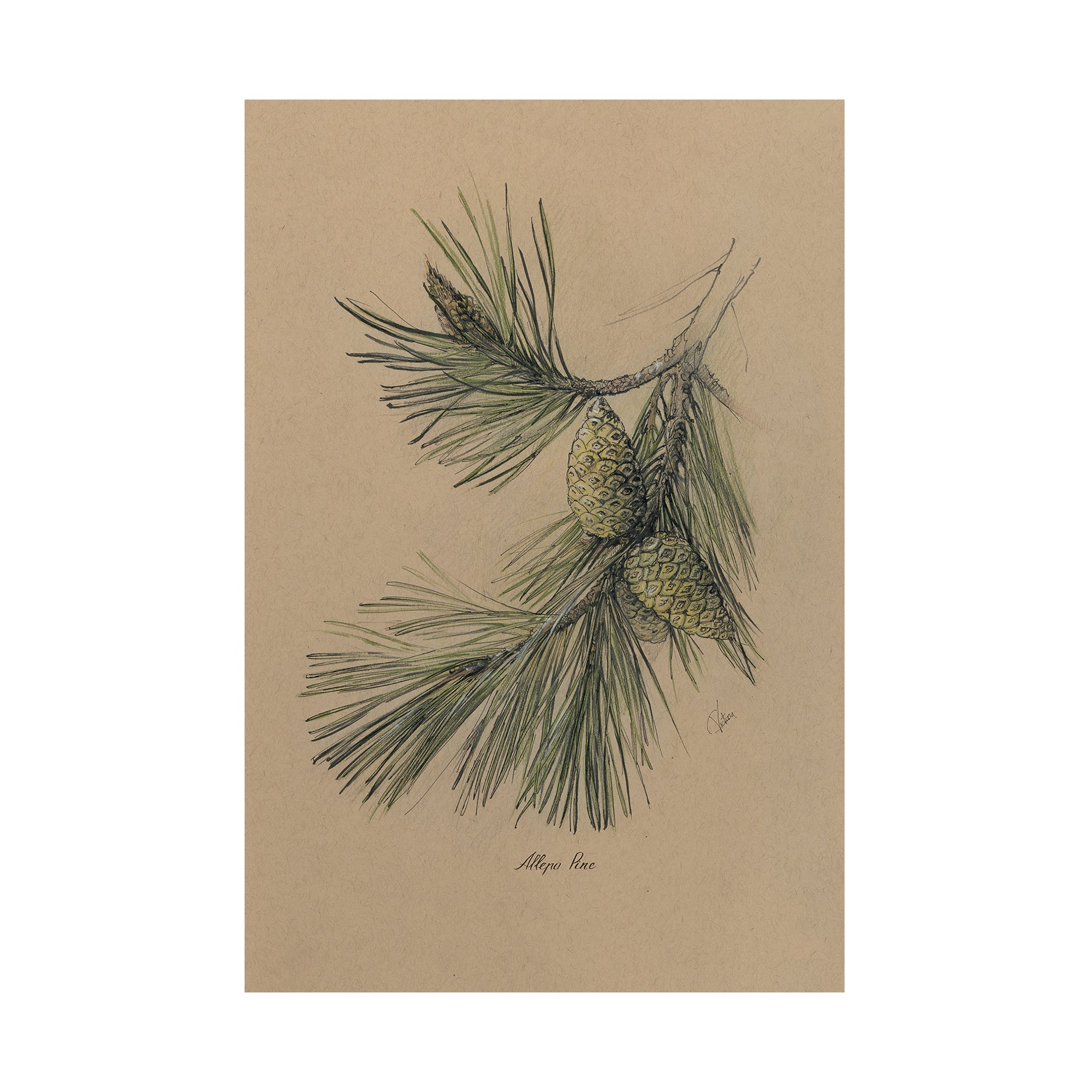 Evergreen collection I by Victoria