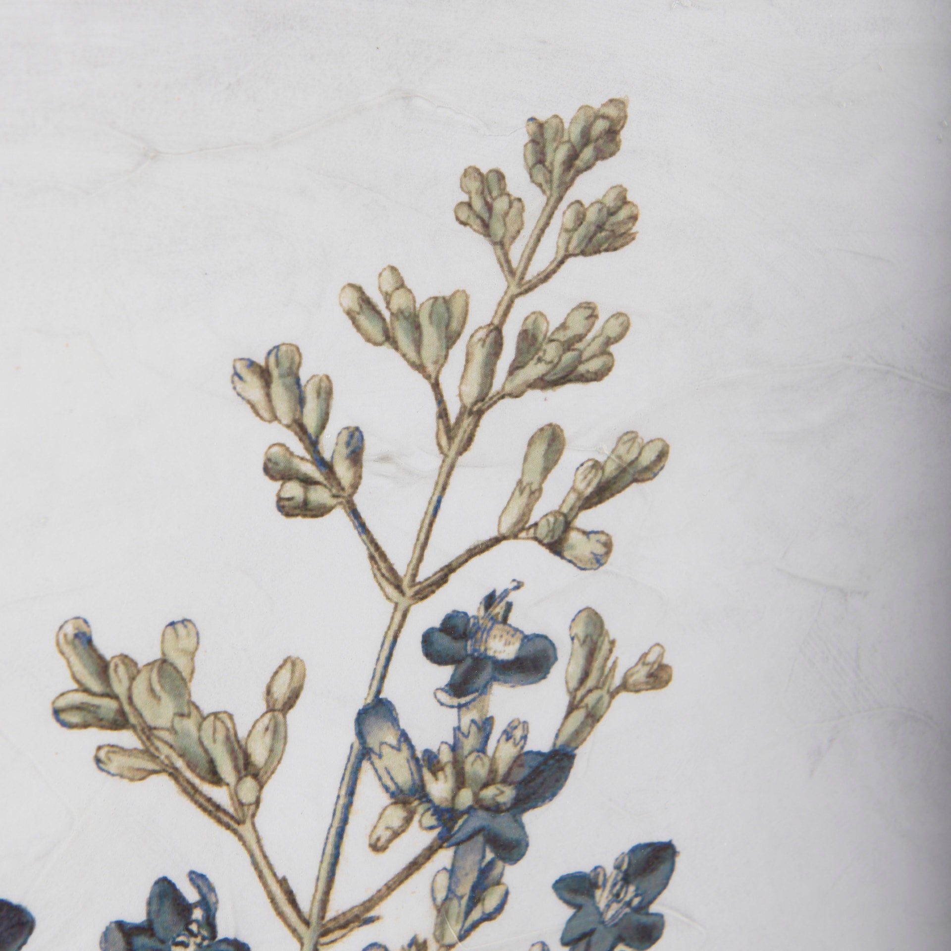 Soft Blue Botanoicals IV