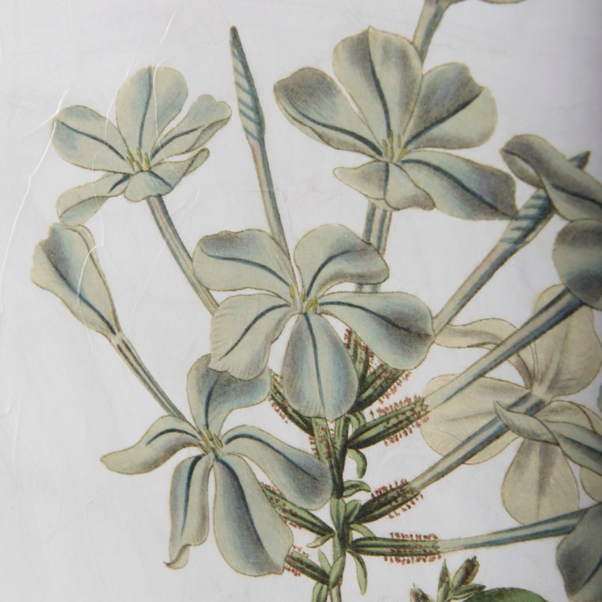 Soft Blue Botanoicals VII