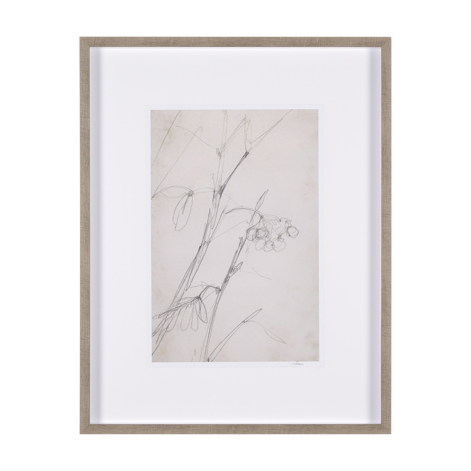 Chokecherry 1