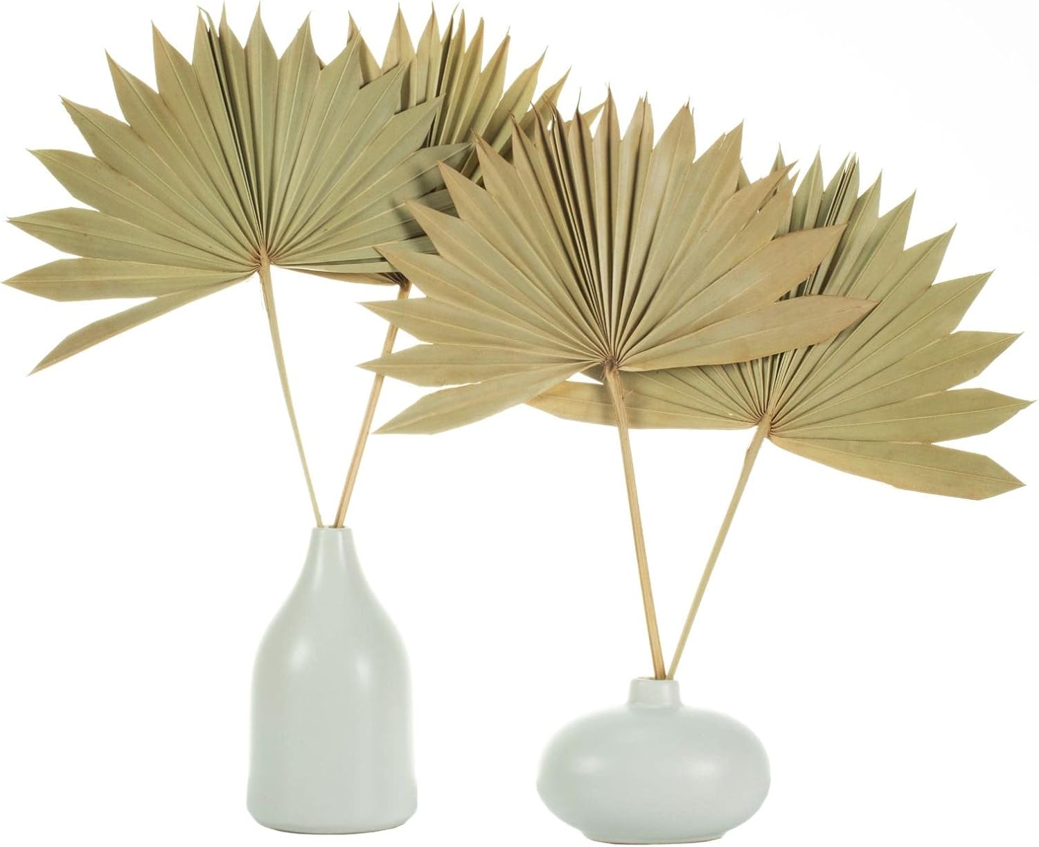 Dried Palm Leaves