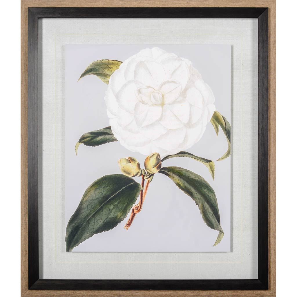 Camellia Japonica I by Vision Studio