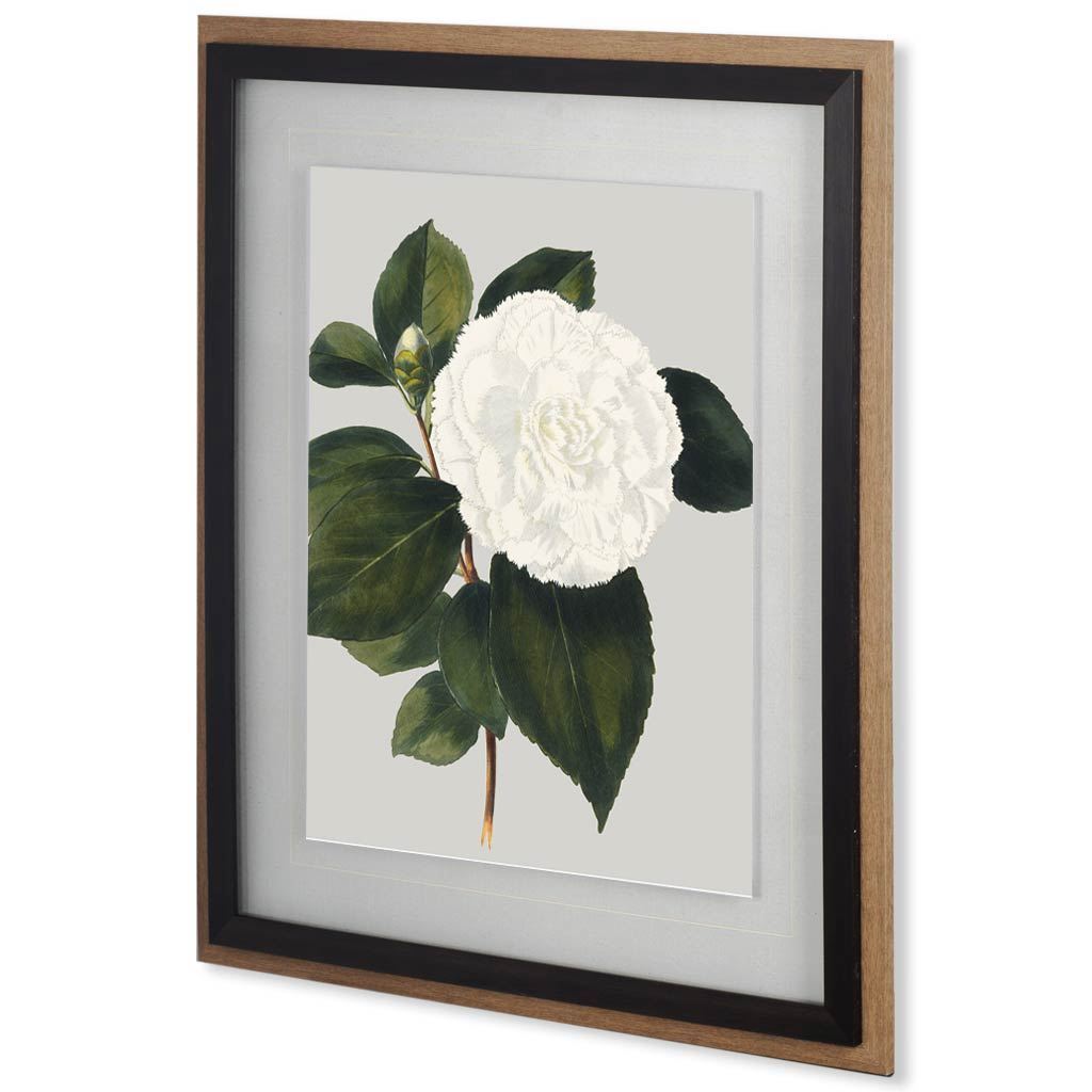 Camellia Japonica II by Vision Studio