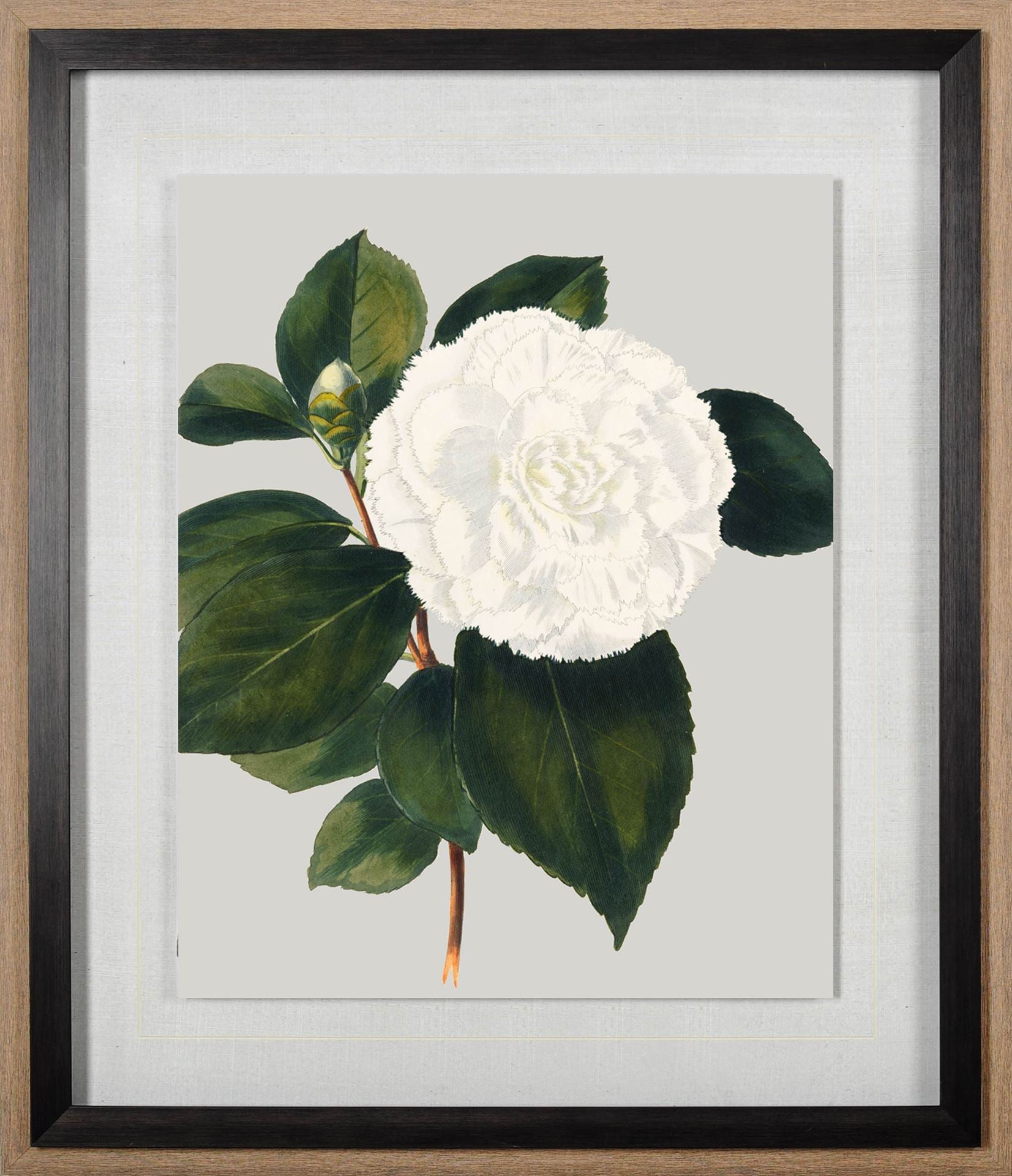 Camellia Japonica II by Vision Studio