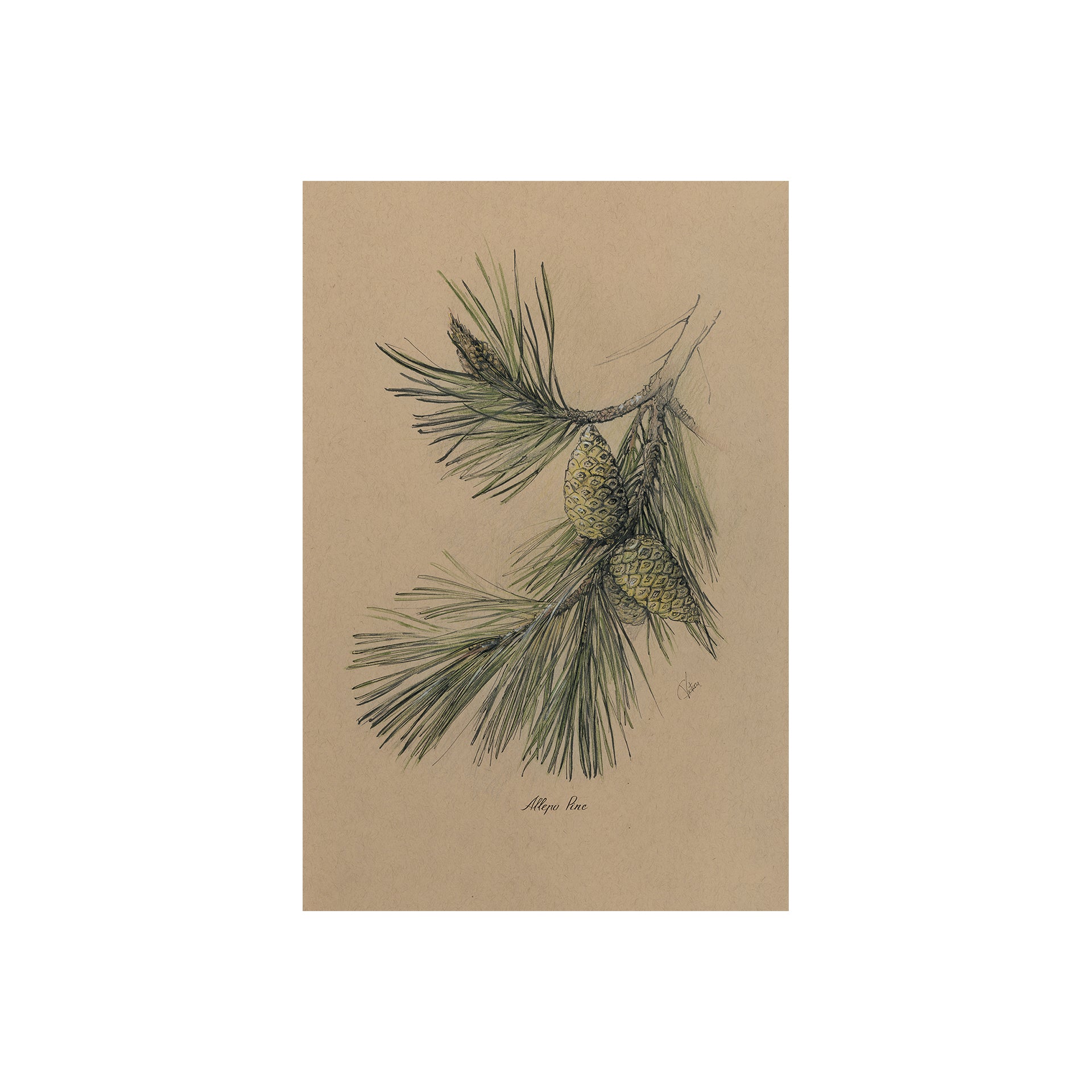 Evergreen collection I by Victoria