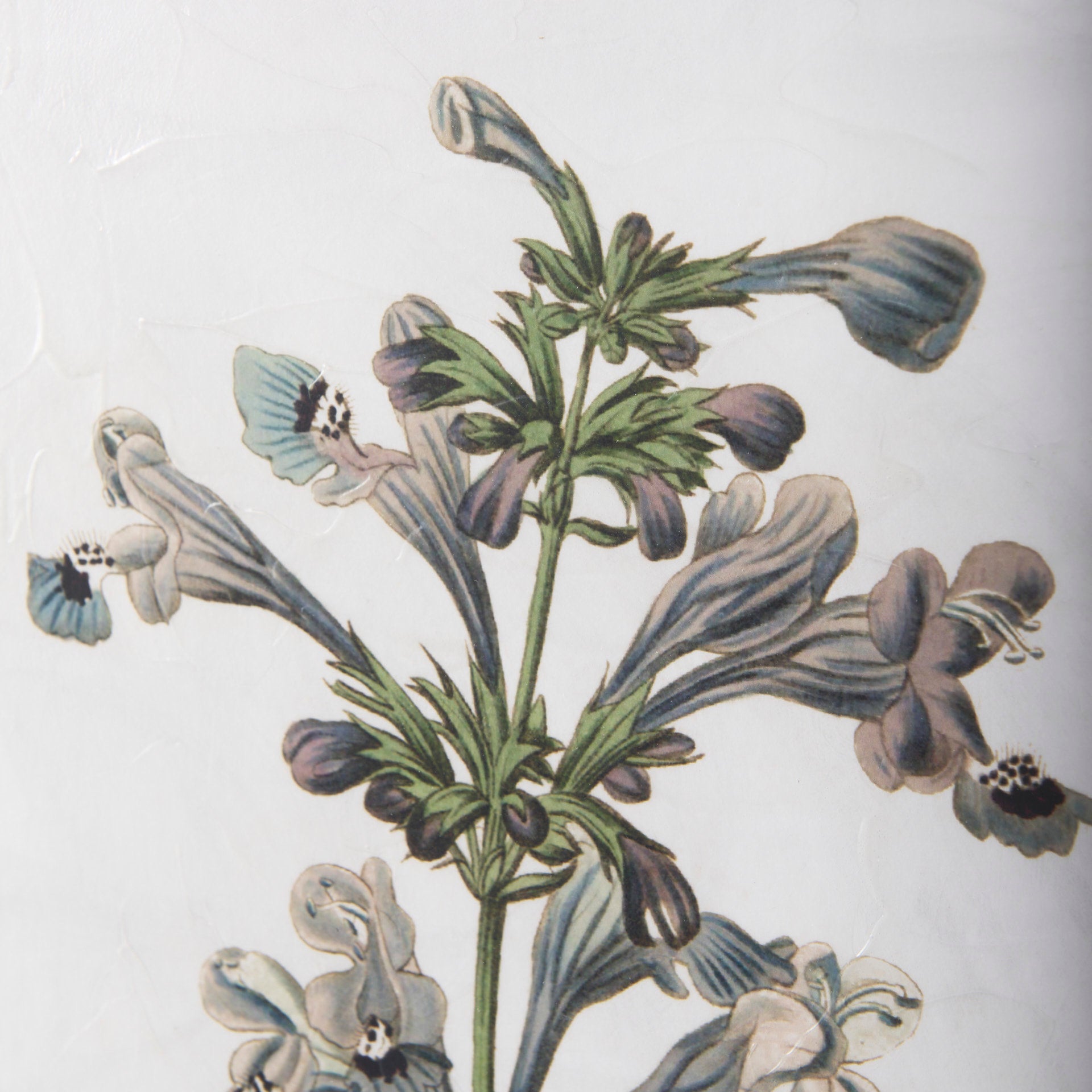 Soft Blue Botanoicals III