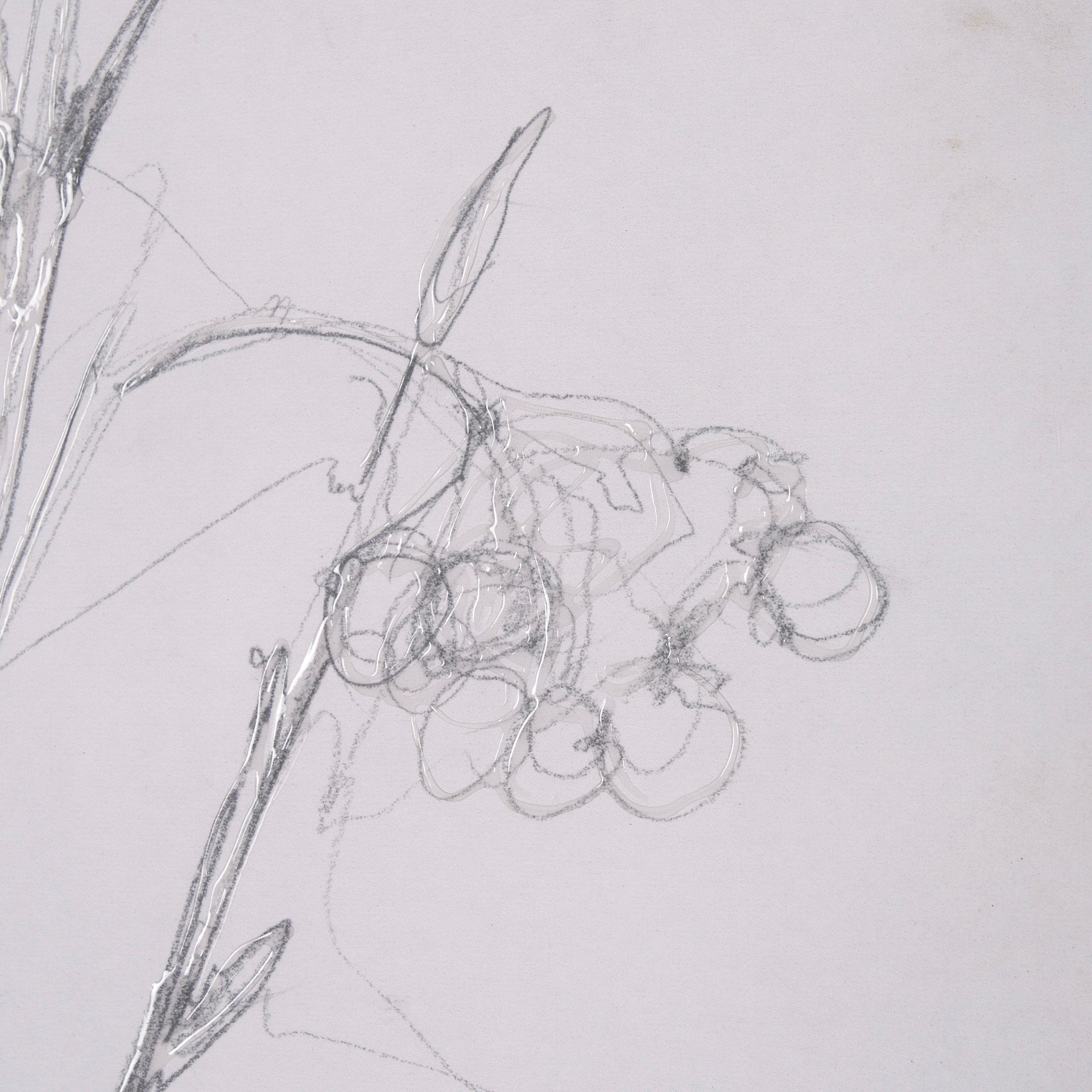 Chokecherry 2