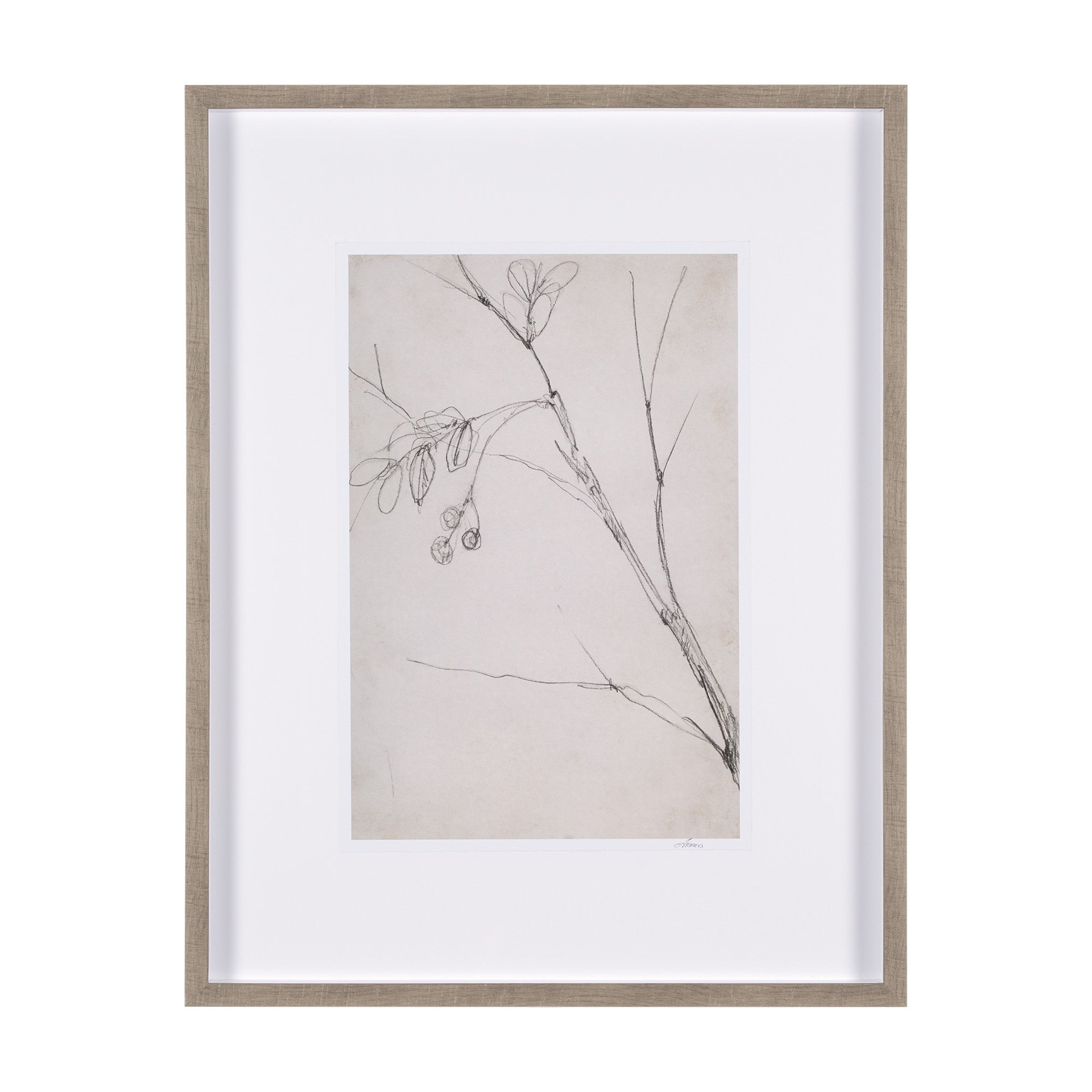 Chokecherry 3